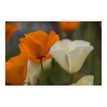 California Poppies Poster posters