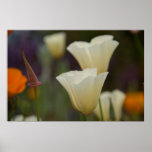 California Poppies Posters