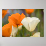 California Poppies Poster
