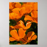 California Poppies Poster posters