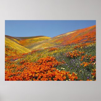 California Poppies Poster FROM 14.95