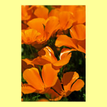 California Poppies Poster posters