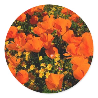 California Poppies Stickers by davecardinal