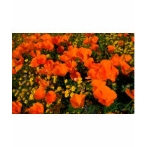 California Poppies t-shirts