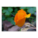 California Poppy 2 cards