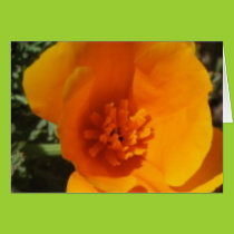 California Poppy Blooming Card