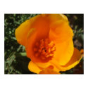 California Poppy Blooming print