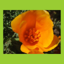 California Poppy Blooming posters