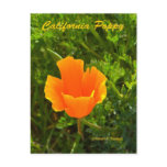California Poppy California Products Post Cards