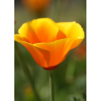 California Poppy card