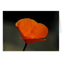 California Poppy cards