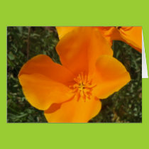 California Poppy Card cards
