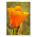 California Poppy cards by deegolden California Poppy cards