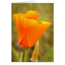 California Poppy cards
