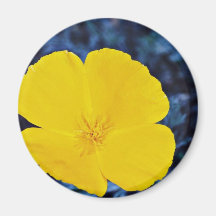 California poppy (Eschscholtzia californica)  flow Magnets