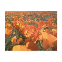 California Poppy Field Post Card