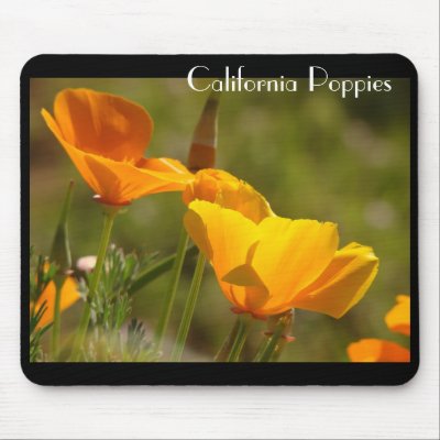 California+poppy+flower