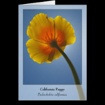 California Poppy - Native Notecard cards