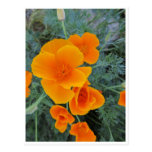 California Poppy Post Card