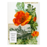 California Poppy Post Card