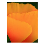 California Poppy Post Cards