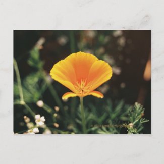 California Poppy Postcard postcard