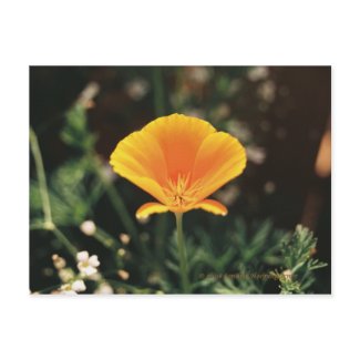 California Poppy Postcard postcard