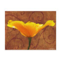 California Poppy postcards