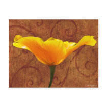 California Poppy postcards