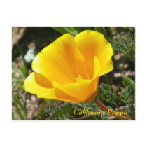 California Poppy Postcard
