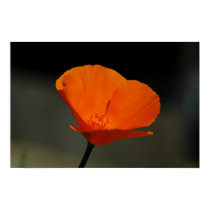 California Poppy posters