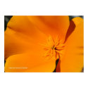 California Poppy print