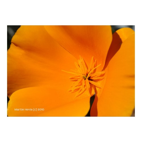California Poppy print