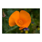 California Poppy style=border:0;