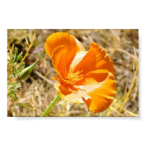 California Poppy posters