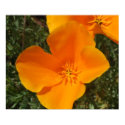 California Poppy Poster print