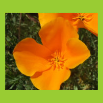 California Poppy Poster posters
