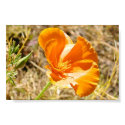 California Poppy posters by JudyKay7 California Poppy posters