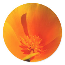 California Poppy stickers by ritmophoto California Poppy stickers