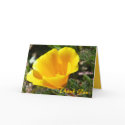 California Poppy Thank You Card