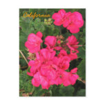 California Post Card