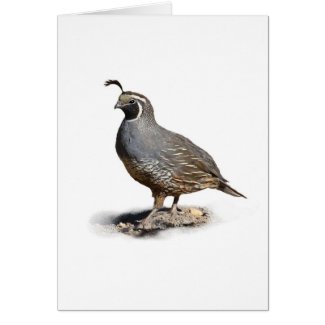 CALIFORNIA QUAIL card
