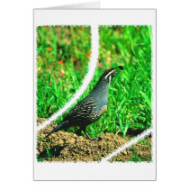 California Quail cards