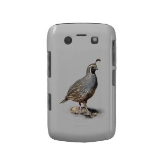 CALIFORNIA QUAIL casematecase