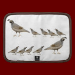 California Quail Family Rickshaw Folio rickshaw folios