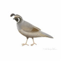 California Quail Holiday Ornament photo sculptures