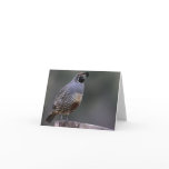 California Quail - Joe Sweeney - card