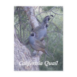 quail, postacard