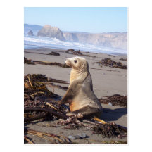 California Red Seal Post Card