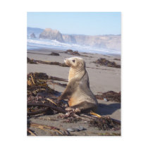 California Red Seal postcards